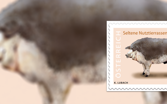 Mangaliza-Schwein mit Briefmarke geehrt